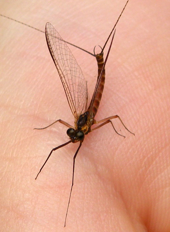 Ecdyonurus sp.